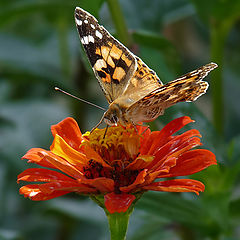 фото "Vanessa cardui"