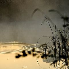 photo "misty morning"