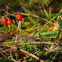 photo "Lily of the Valley # ..."