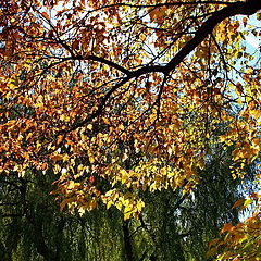 фото "Осенний этюд-4"