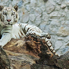 photo "White Tigers"