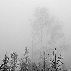 фото "Wood & Fog"