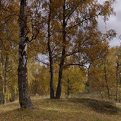 фото "Берёзовая роща."