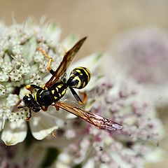 фото "Festin Automnale"