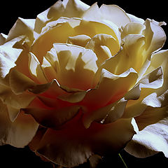 photo ""A Rose...""