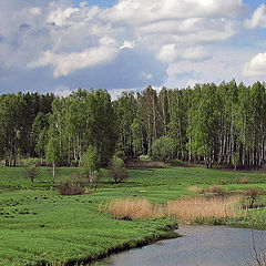 фото "Березовая роща"