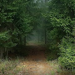 фото "Тропа в еловый лес"