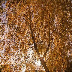 фото "Лучи осени"