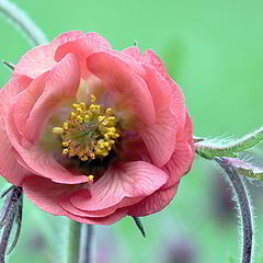 photo "GEUM FLOWER"