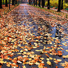 фото "Carpet of leaves"