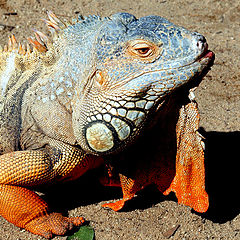 photo ""Iguana...""