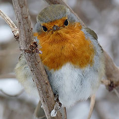 фото "Зарянка ( Erithacus rubecula)"