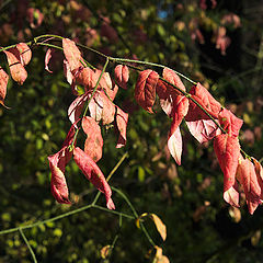 photo "sprig of euonymus"