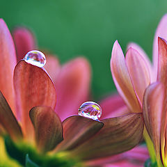 фото "Waterdrops"