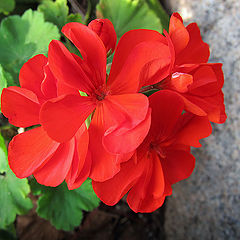 photo "Flower and stone"