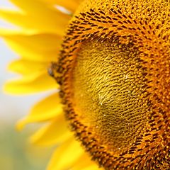photo "Sunflower up close..."