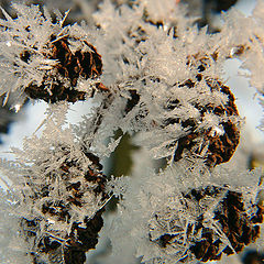 фото "the first ice crystals"