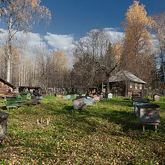 фото "Домики для пчел"