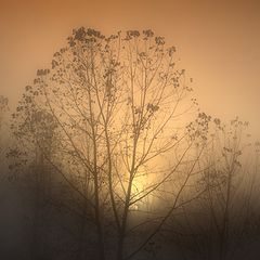 photo "Morning Mist"