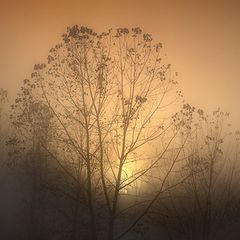 фото "Morning Mist"