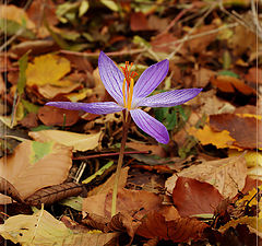 фото "Безвременник"