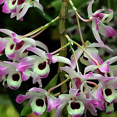 photo "Dendrobium nobile"