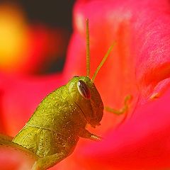 photo "Thorn Among The Roses"