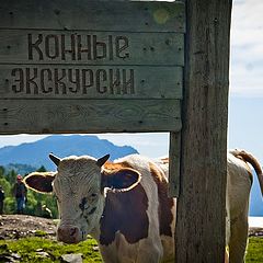 фото "Рекламный агент))"