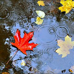 фото "Осенний дождь"