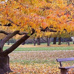 фото "Autumn"