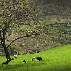 фото "Bible Landscape"