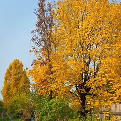 фото "Осень в саду"