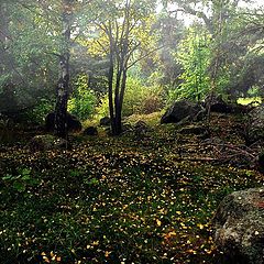 фото "Swedish forest 2"