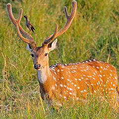 фото "Deer-Taxi"
