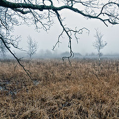 фото "Графика осенних дней"