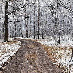 фото "Первый снег"