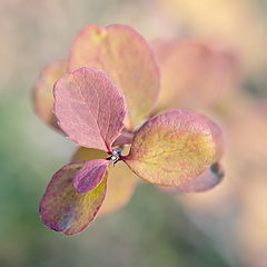 photo "Autumnal watercolor"