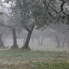 photo "Olives in a fog"