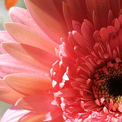 photo "Gerbera under the sun"