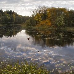 photo "Soft autumn"