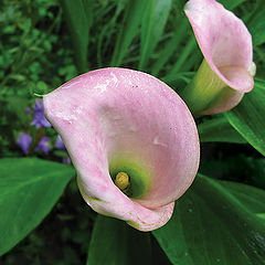 photo "Calla Rehmanii"