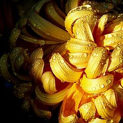 фото "golden flower"