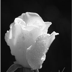 фото "White Bud"