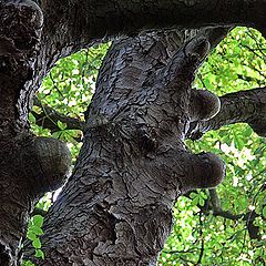 фото "Про дерево."