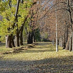 фото "Осенняя алея"