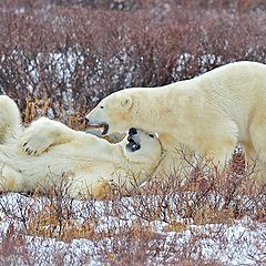 фото "Games of the polar bears"