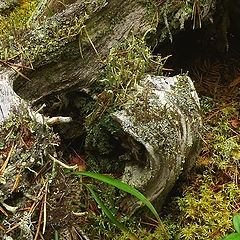 photo "Small things in the wood ..."