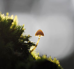 photo "Mushroom"