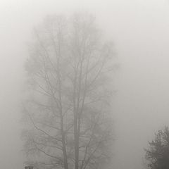 фото "туман"