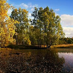 photo "Закружилась листва золотая"